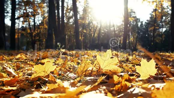 秋天的秋叶覆盖了地面视频的预览图