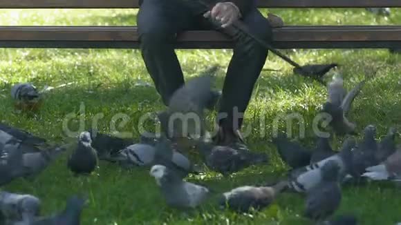 悲伤的老年男性在公园里散鸽子坐在外面老年孤独视频的预览图