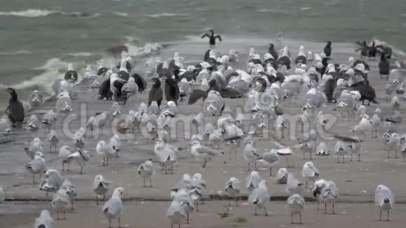 风中的混凝土码头上有许多海鸟视频的预览图