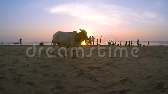 日落时分两只年轻的驼背公牛站在印度洋的沙岸上泽布在大海的背景下的奶牛和渔民视频的预览图
