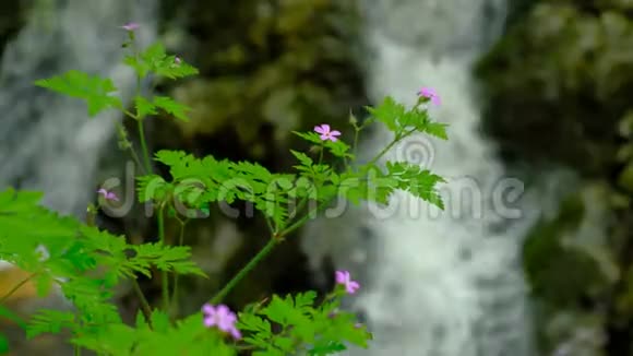 春天的鲜花和瀑布视频的预览图