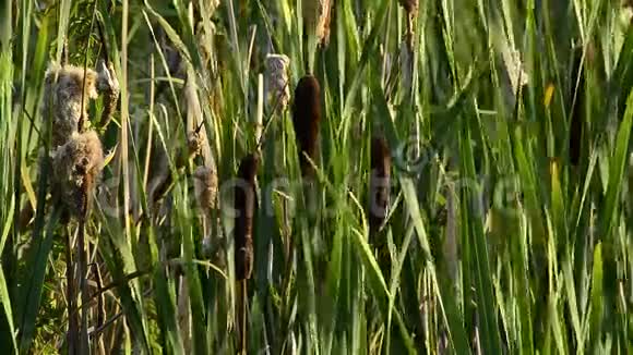 香蒲cattail的复数视频的预览图