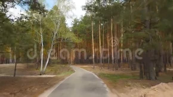 美丽的松林很长的路很美的地方相机向前移动视频的预览图