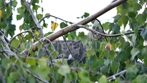 猫被困在一棵树上视频的预览图