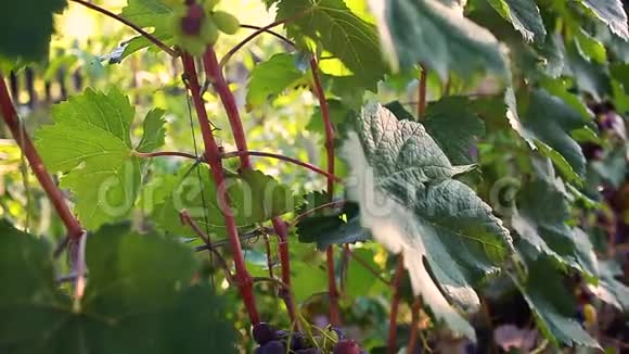 生态农场的餐桌葡萄作物一大束蓝色的葡萄挂在花园里视频的预览图