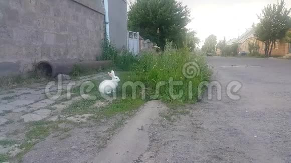 一只开着白花的兔子坐在绿草地上视频的预览图