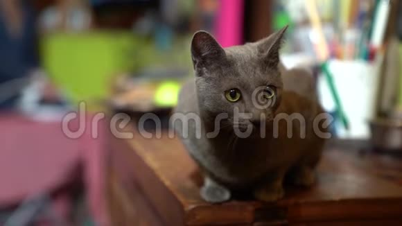 一只漂亮的灰猫饶有兴致地看着镜头慢动作视频的预览图