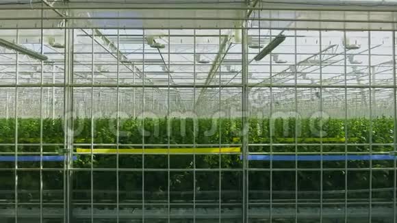 工业温室里面甚至有一排植物现代农业在自动化温室里种植黄瓜视频的预览图