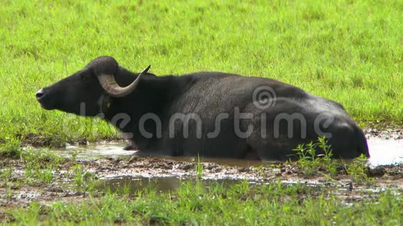 水牛躺在泥泞的水池里视频的预览图