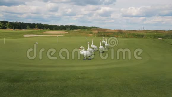 一群六个白人天鹅平静地走在高尔夫球场的绿色草坪上视频的预览图