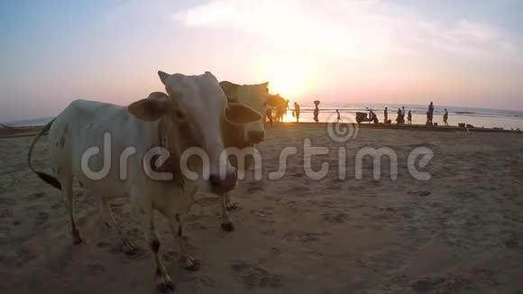 傍晚两头白色驼背公牛站在印度洋的沙滩上泽布奶牛靠近镜头触摸它视频的预览图