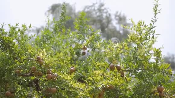 美丽成熟的红色石榴果实生长在树枝上视频的预览图