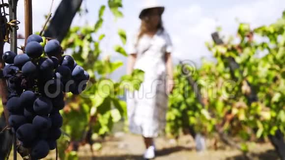 晴天葡萄园成熟葡萄视频的预览图