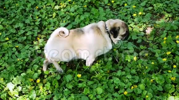 有趣的狗在草地上尿然后在地上划着视频的预览图
