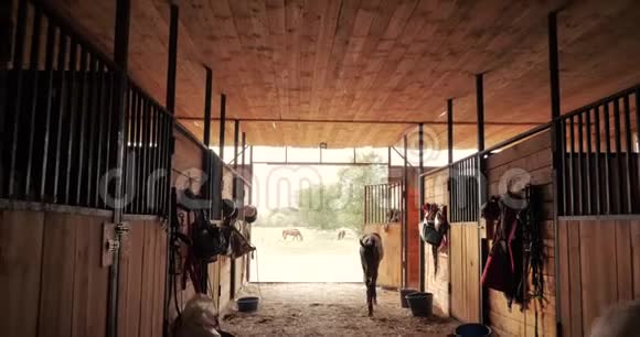 在马厩里射击小马在马厩里走来走去看着摄像机动物护理马的概念视频的预览图
