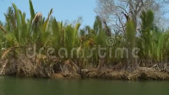 缅甸Kangy河河岸的NipaPalm视频的预览图
