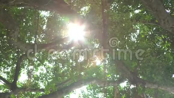 4K在台北日落时透过绿树叶子的美丽阳光视频的预览图