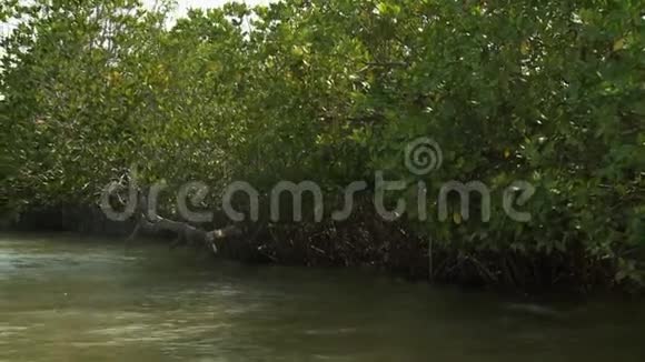 缅甸康伊河沿岸的红树林布什视频的预览图