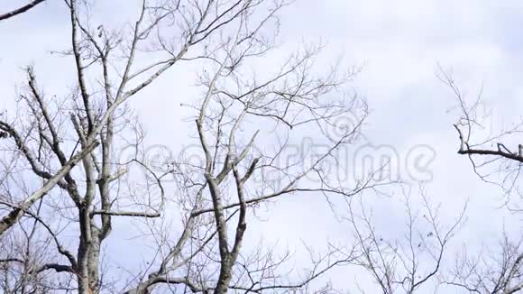 白云上的空树时光流逝视频的预览图