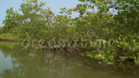 缅甸Kangy河棕榈和红树林灌木视频的预览图