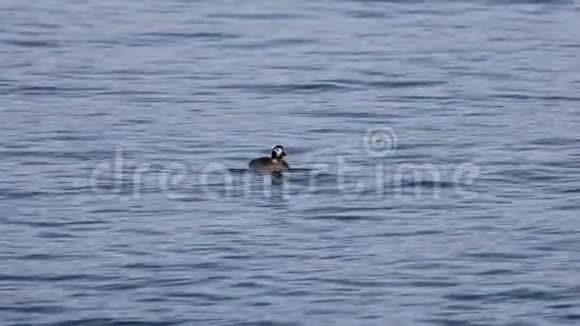 长尾鸭或老鸭在平静的蓝色海水中游泳和潜水野生海鸟在冬季羽毛视频的预览图