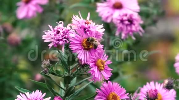 靠近一只蜜蜂采集花蜜花粉视频的预览图