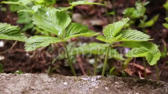 草莓在花园里盛开灌木花白色和黄色中间绿叶光化有机的视频的预览图