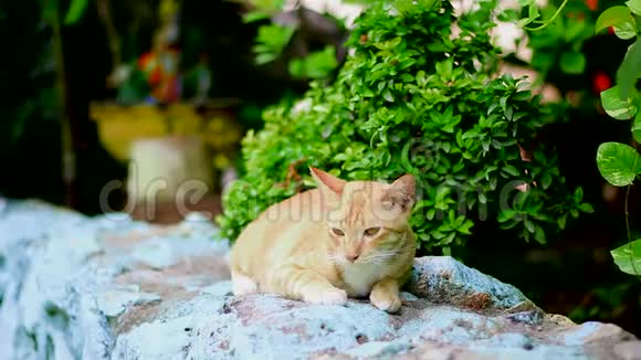 猫蹲在泰国视频的预览图