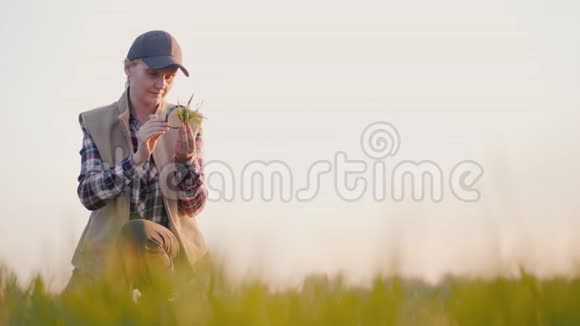 一个农民在田里研究小麦的芽视频的预览图
