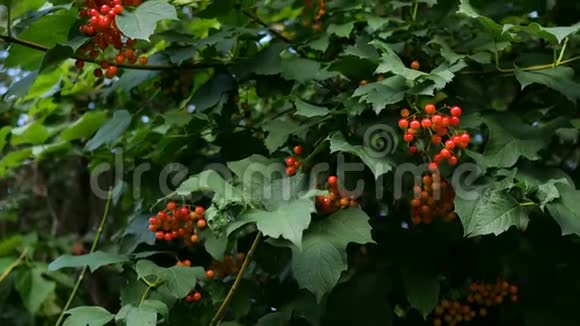 枝有丛生的振动浆果或振动卵多汁的红色浆果和绿叶挂在树枝上视频的预览图
