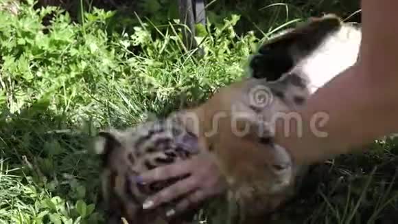 关闭动物园里女人手玩老虎宝宝的视频美丽而危险的动物视频的预览图