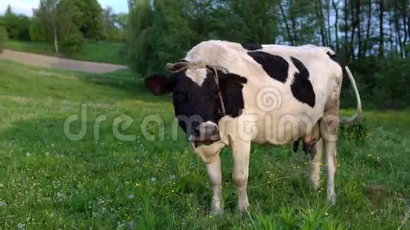 奶牛在阳光明媚的爱的日子里吃草农场牛吃草靠近荷斯坦牛吃草农场牛吃草视频的预览图