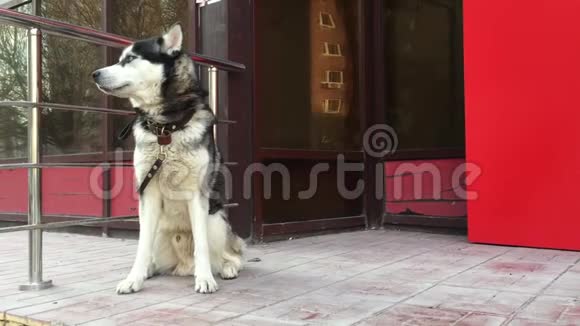 悲伤的黑白狗等待主人附近的商店在城市街道主人在买东西的时候正等着哈士奇的狗拴上皮带视频的预览图