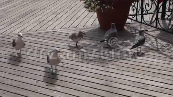 木板路上的海鸥视频的预览图