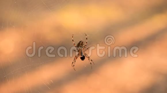 美丽的蜘蛛网与十字蜘蛛自然背景蜘蛛正在喝被抓住的受害者的果汁视频的预览图