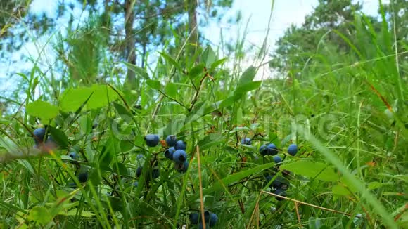 一个男人的手的特写片段采摘美味的成熟野生蓝莓白视频的预览图