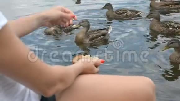 一个女人把面包扔进池塘的手鸭子鸟在喂食视频的预览图