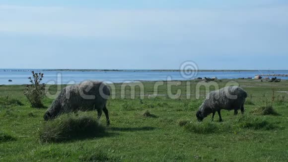 瑞典A地的两只羊在吃草视频的预览图