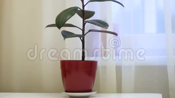 房子的植物是一棵树一个人拿着一个罐子把它从桌子上移走视频的预览图
