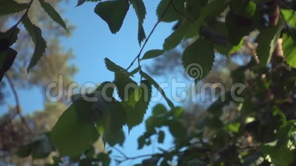 绿叶背景有新鲜叶子的夏枝视频的预览图