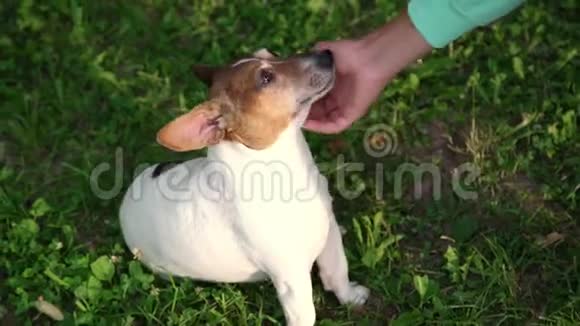 穿绿松石连帽衫宠物的女孩早上的快乐狗视频的预览图