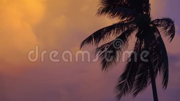 棕榈树剪影在日落粉红色和紫色天空背景与手电筒空的文本复制空间视频的预览图