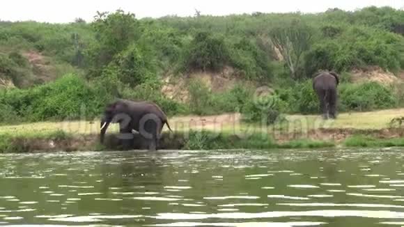 两只大象洗澡和玩耍视频的预览图