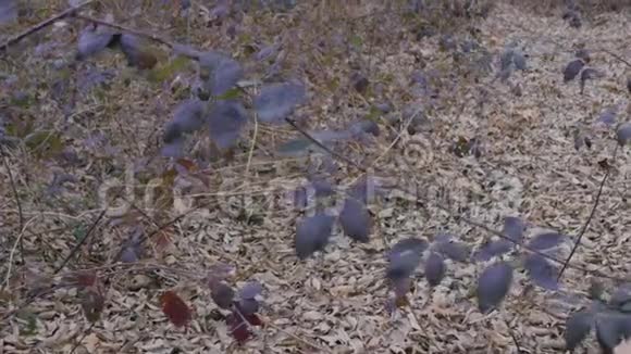 美丽的紫色叶子在森林里冬天在米兰视频的预览图