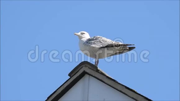 海鸥栖息在屋顶上视频的预览图