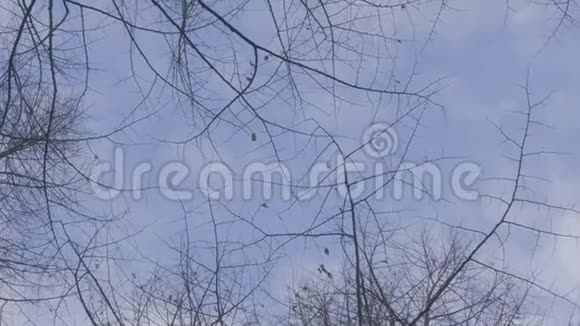 秋天树枝一只鸟飞过视频的预览图