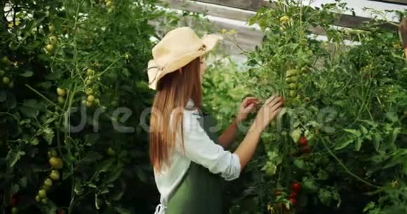 番茄植物妇女肖像视频的预览图