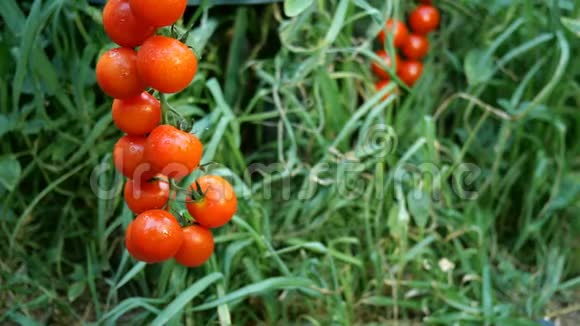 成熟的红西红柿挂在绿色的叶子背景上挂在花园里的番茄灌木上视频的预览图