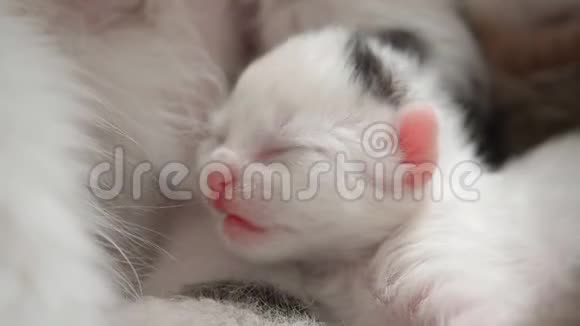白瞎的小猫睡觉时把头放在温暖的肚子上喝了牛奶后吐舌头视频的预览图