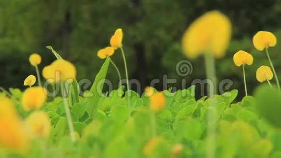 风吹过的草地上的黄色野花视频的预览图